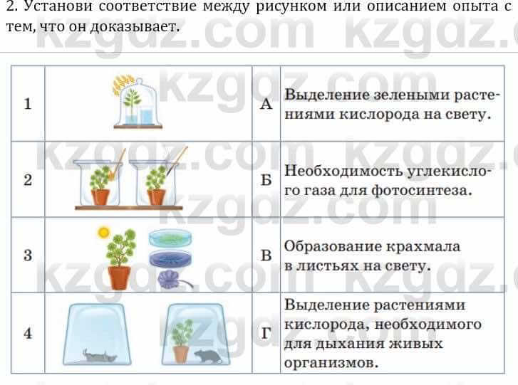 Естествознание Верховцева Л. 5 класс 2019 Вопрос стр.52.3