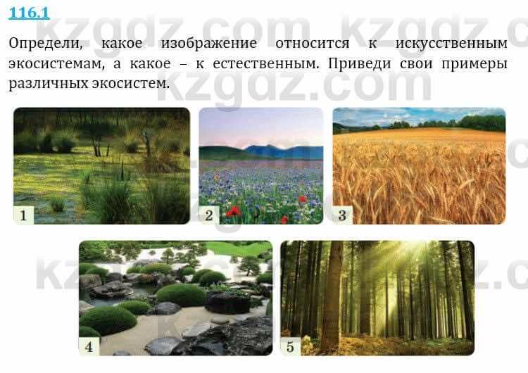 Естествознание Верховцева Л. 5 класс 2019 Вопрос стр.116.1