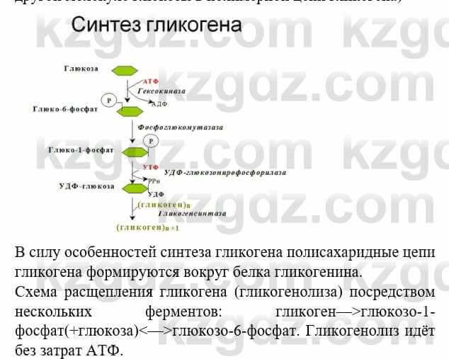 Биология Соловьева А. 8 класс 2018 Анализ 1